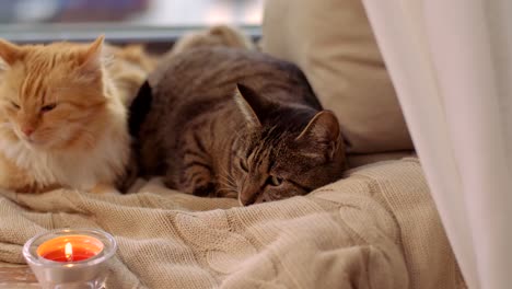 zwei-Katzen-auf-Decke-zu-Hause-Fensterbank-liegend