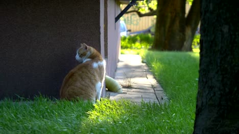 Surprised-cat-sitting-near-the-building-in-slow-motion-60fps