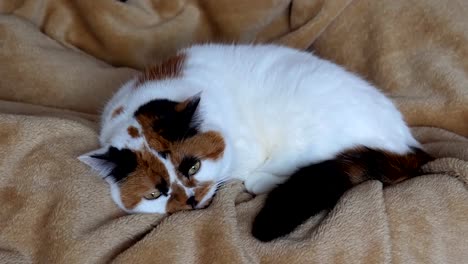 Dreifarbige-Katze-ist-beim-Einschlafen