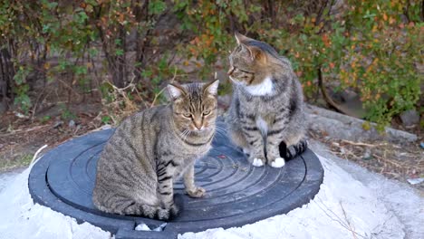 Dos-gatos-grises-sin-hogar-están-sentados-en-la-calle