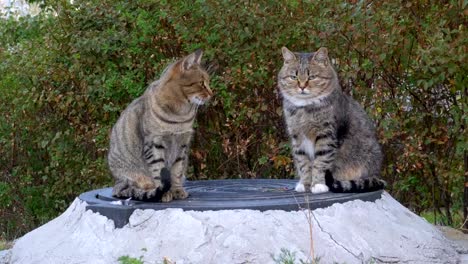 Two-Homeless-Gray-Cats-are-Sitting-on-the-Street