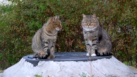 Dos-gatos-grises-sin-hogar-están-sentados-en-la-calle