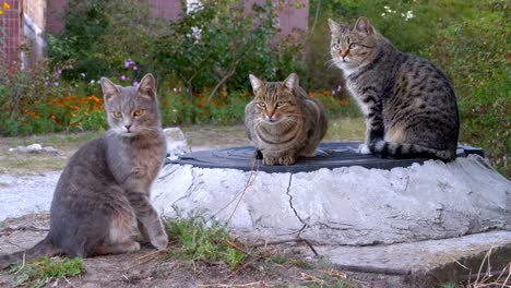 Tres-gatos-sin-hogar-de-gris-están-sentados-en-la-calle