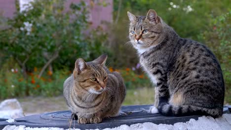 Dos-gatos-grises-sin-hogar-están-sentados-en-la-calle