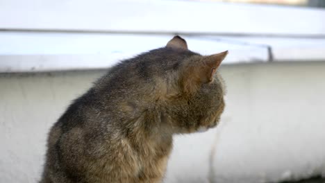 Blick-in-die-Kamera-in-Zeitlupe-4-k-60fps-Katze