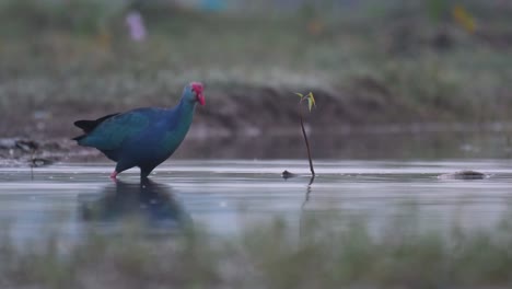 Unter-der-Leitung-von-grau-swamphen