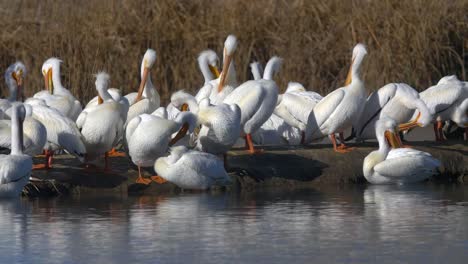 Pelicans-in-water