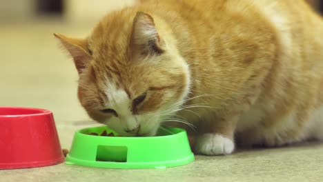 joven-gato-comiendo-comida-de-un-plato