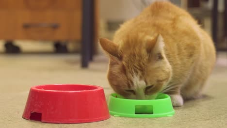 joven-gato-comiendo-comida-de-un-plato