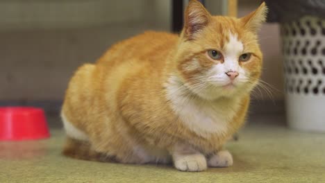 imperturbable-ginger-cat-look-around