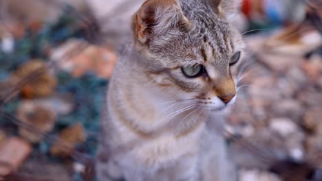 gato-callejero-detrás-de-los-barrotes-de-la-cerca-en-un-territorio-abandonado