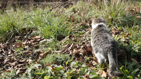 Animal-doméstico-Felis-catus-cuela-alrededor-en-el-pasto-4-K-2160-p-30-fps-UHD-material-de-archivo---gatito-doméstico-busca-alimento-en-el-video-de-UltraHD-campo-3840-x-2160