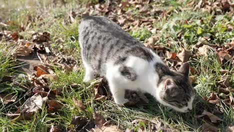 Young-domestic-kitten-seeks-food-in-the-field-4K-2160p-30fps-UHD-footage---Felis-catus--pet-sneaks-around-in-the-grass-3840x2160-UltraHD-video