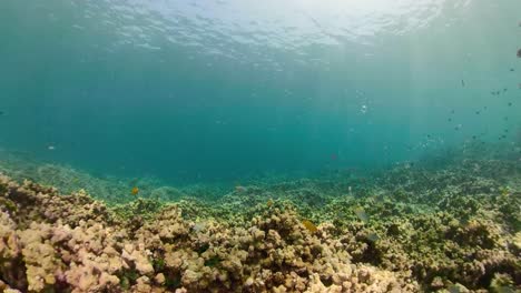 Arrecife-de-coral-y-peces-tropicales