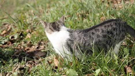 Grau-weißer-Farbe-neugierige-Kätzchen-zum-Entspannen-in-Feld-4K-2160p-30fps-UHD-Footage---Haustier-Tier-Felis-Catus-im-Rasen-3840-x-2160-UltraHD-video