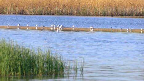 Vogelschwarm-Lachen-Möwe-auf-einem-sandigen-Teich-im-Frühjahr-Brutzeit-sammeln