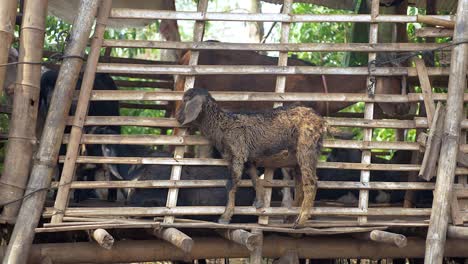 Goat-kid-Kratzer-seinen-Kopf-mit-flachen-Bambus-sticks