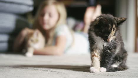 A-kitten-cleaning-himself,-with-a-little-girl-petting-a-kitten-in-the-background