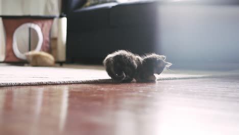 A-kitten-pounces-on-another-kitten-from-behind-and-they-start-wrestling