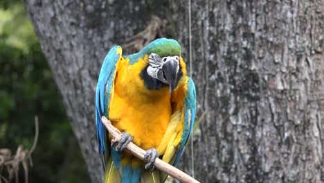 Wild-Parrot-on-Perch