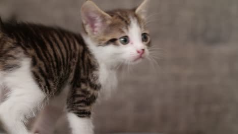 Cute-little-kitten-sitting-on-a-couch