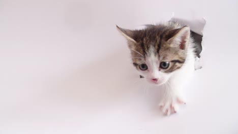 Tabby-Kätzchen-mit-weißen-Pfoten-auf-weißem-Hintergrund