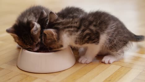 Camada-de-kittens-comiendo-juntos-en-un-plato-de-comida