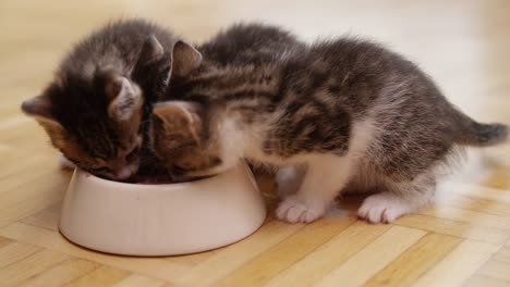 Litter-of-kittens-eating-together-from-a-food-bowl