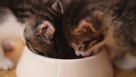 Kittens-comiendo-comida-juntos-en-un-tazón