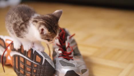 Mascota-lindo-estar-en-Zapatos-para-correr