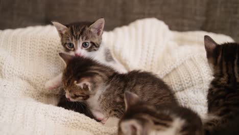 Kitten-licking-it's-lips-on-a-couch-with-cat-siblings