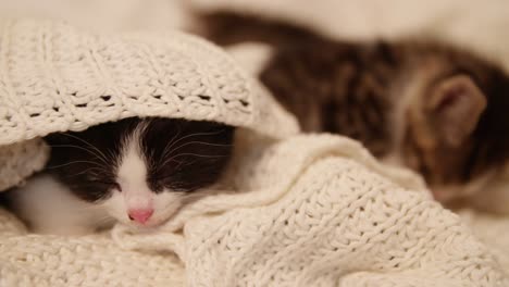 Verschlafene-Katze-unter-einer-gemütlichen-woollen-Decke