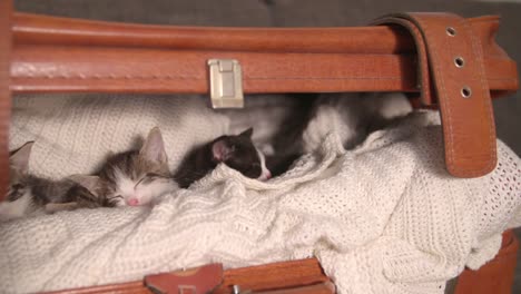 Kitten-amongst-it's-siblings-in-a-warm-blanket