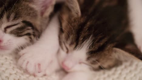 Kittens-from-the-same-litter-sleeping-together-on-a-blanket