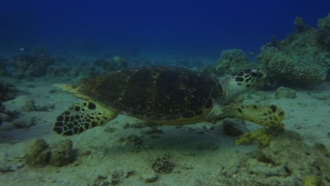 Sea-Turtle