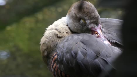 Patito-dado-cuenta-de-cuentas-por-pagar-mediante-pescado