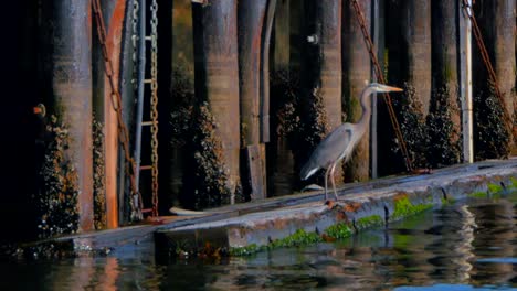 4-K-Heron-am-Rand-von-Dock-auf-Holz-Dadurch-fliegt,-Sekunde-Heron-vergeht-wie-im-Flug