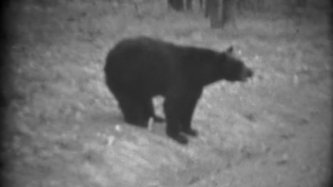 1937:-Feeding-wild-black-bear-from-car-window-roadside-luxury-decadence.