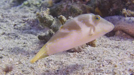 Saddled-Puffer-Fish