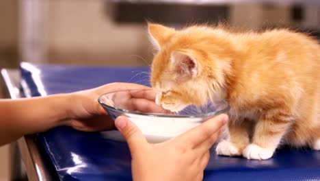 Niño-alimentar-a-un-gato-con-leche