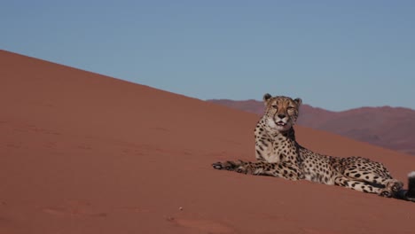 4K-Cheetah-lying-on-the-red-sand-dunes-of-the-Namib-desert