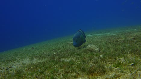 Parrot-Fish