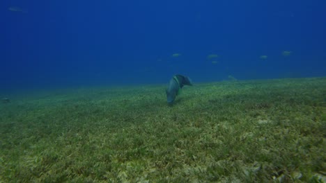 Parrot-Fish