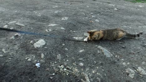 Niña-de-gafas-juega-con-un-gatito-gris-en-el-patio.-Una-niña-le-gusta-jugar-con-el-gatito.