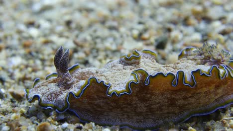 sea-slug