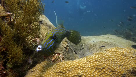 Filefish