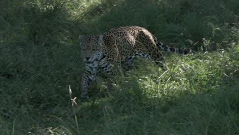 Jaguar-walking-and-looking