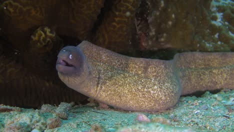 Moray-Eel