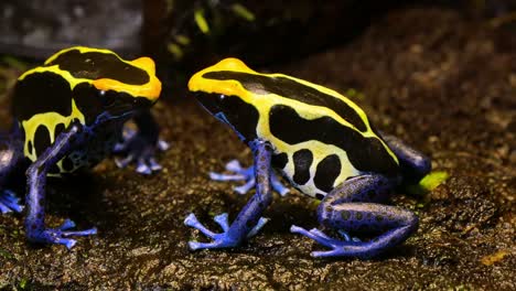 Blaue-und-gelbe-Poison-Dart-Frog-paar