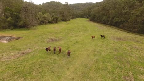 Aerial-footage-of-horses